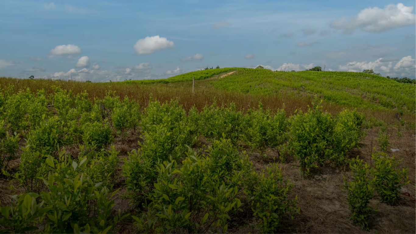 Gobernación de Antioquia solicita autorización urgente para erradicar cultivos de coca con drones en zonas críticas del departamento